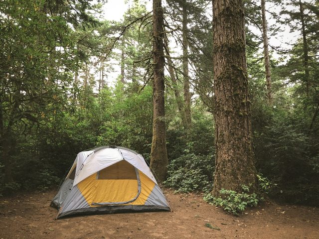 A grey and yellow dome tent pitched on bare ground among tall trees